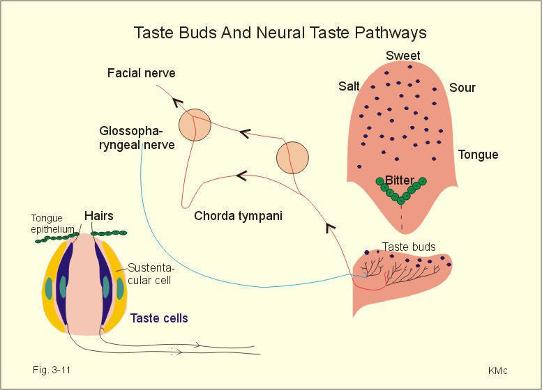 taste%20buds_2