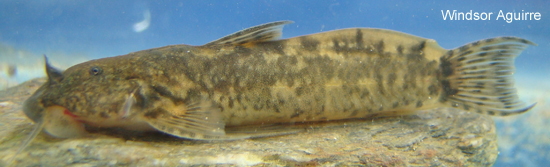 Freshwater Fishes of Western Ecuador Astroblepus sp.