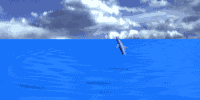 animated gif of dolphins