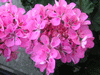Purple Flower