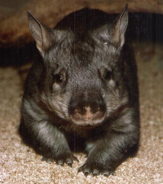 wombats