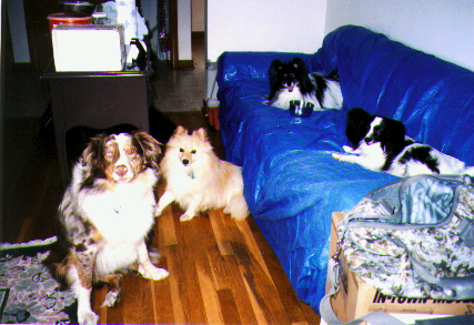 Four dogs