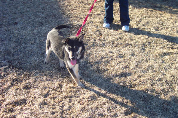 DePaul Voice For Animals 025
