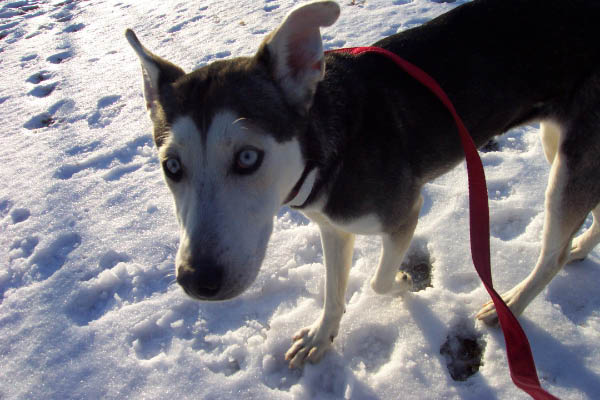 DePaul Voice For Animals 039