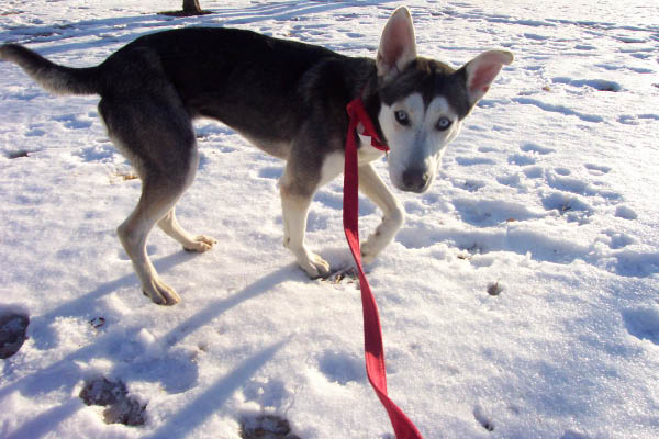 DePaul Voice For Animals 041
