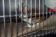 Animal Shelter 026