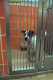 DePaul Voice For Animals 053