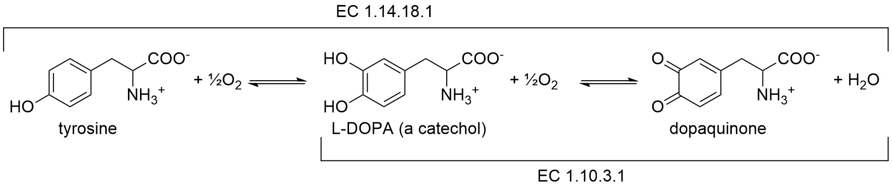 tyrosinase scheme