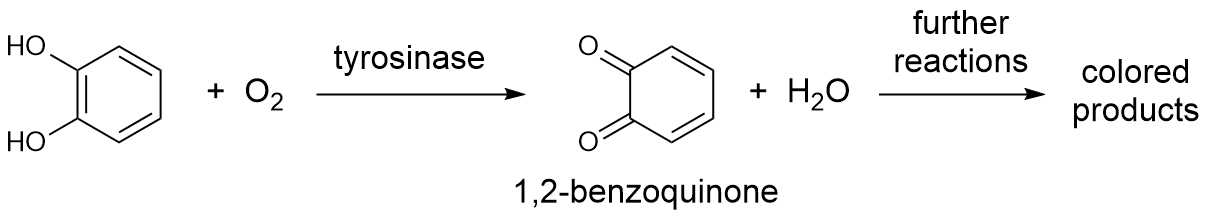 catecholase