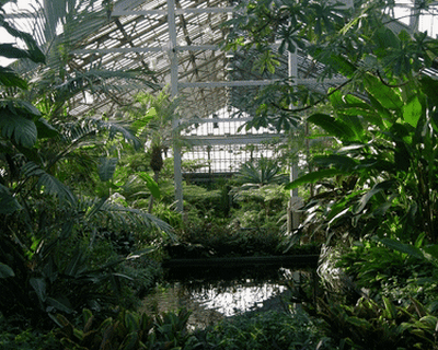 Fern Room at Garfield park Conservatory