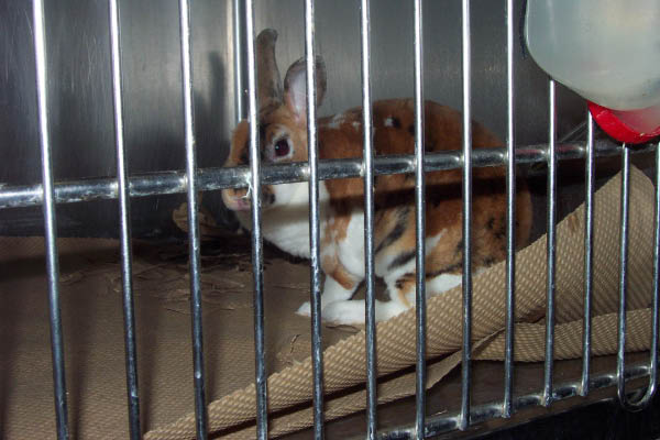 Animal Shelter 026