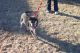 DePaul Voice For Animals 025
