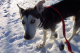 DePaul Voice For Animals 039