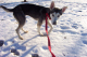 DePaul Voice For Animals 041