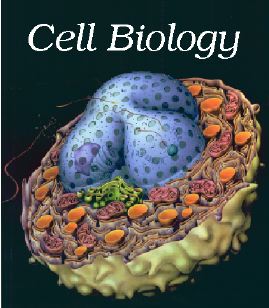 A Beautiful Cell